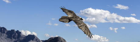 Greifvogel im Schweizer Nationalpark in Engadin